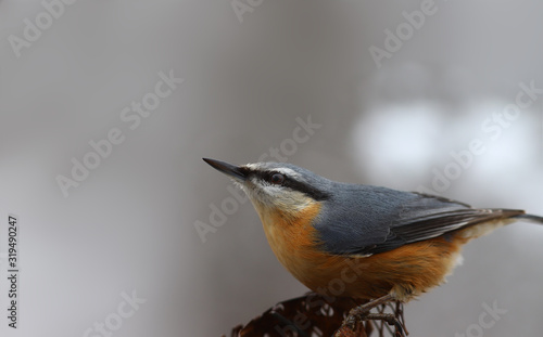 A nuthatch on a blurry gray background ...