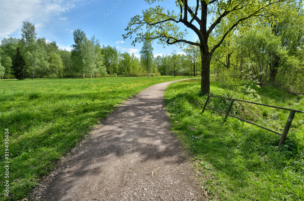 Obraz premium Path between trees in the Park.
