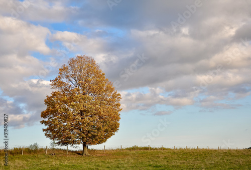 A lone tree in the horizon