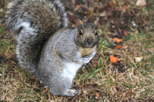 Closeup of brown squirrel on the ground