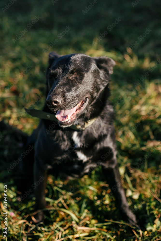 Portrait of cute happy dog smiling, sitting near with volunteer in green park. Adoption from shelter concept. Mixed breed black dog. Sweet black doggy on walk Portrait of cute happy dog smiling, sitting near with volunteer in green park. Adoption from shelter concept. Mixed breed black dog. Sweet black doggy on walk