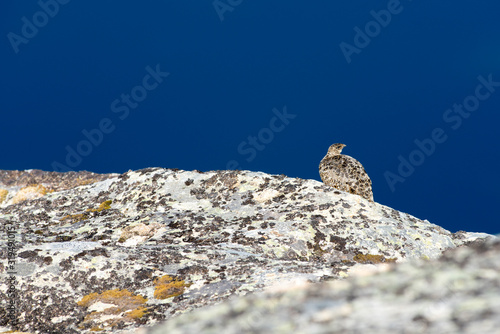 Rock Ptarmigan Bird well camouflaged against the mountains of beautiful Lofoten, Norway. Birdwatching Lofoten Traveling in Norwegian beautiful Landscapes. photo