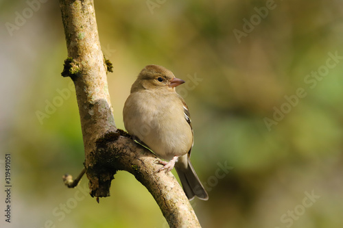 Close up of a female Chaffinch (Fringilla coelebs) perched on a branch in the sunshine. Taken at my local nature reserve in Cardiff, Wales, UK