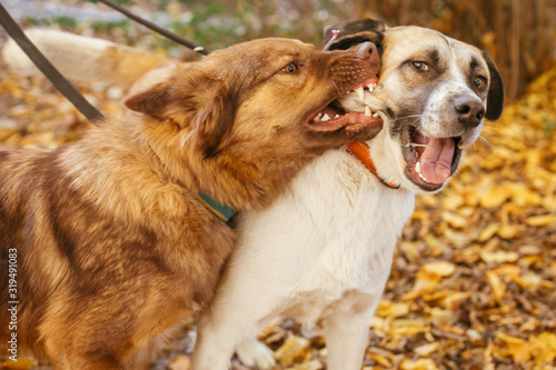 Two cute friends dogs playing together and biting in autumn park. Angry dogs fighting. Adoption from shelter concept. Mixed breed red fluffy and yellow labrador dogs.