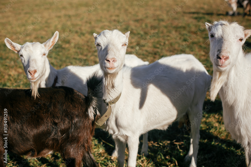 Sweet goats with funny beards on background of other goats grazing in countryside. Cute white goats standing in green meadow in calm sunny day on farm. Sweet goats with funny beards on background of other goats grazing in countryside. Cute white goats standing in green meadow in calm sunny day on farm.