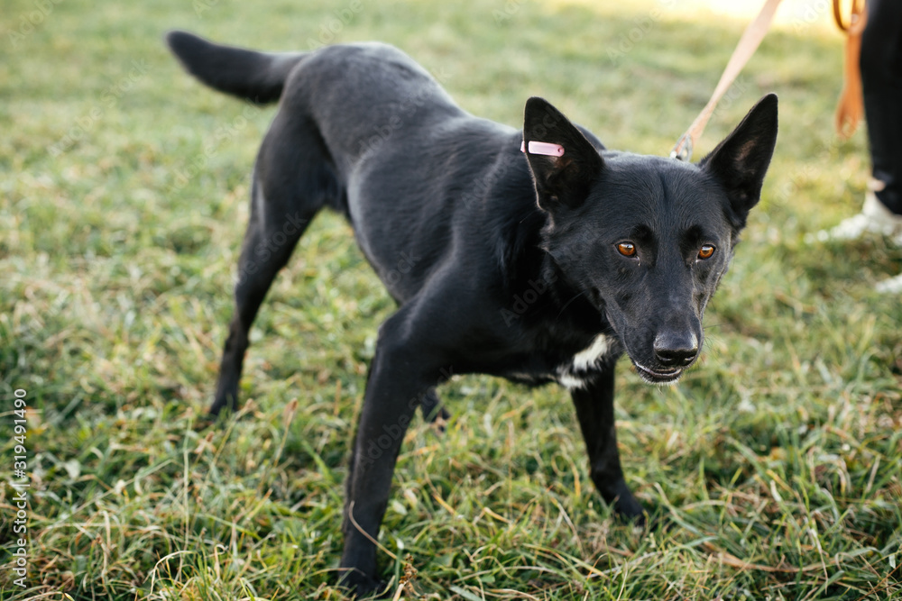 Cute dog walking with volunteer in grass in green park. Adoption from shelter concept. Mixed breed black dog. Sweet black doggy on walk Cute dog walking with volunteer in grass in green park. Adoption from shelter concept. Mixed breed black dog. Sweet black doggy on walk