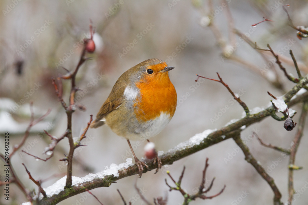 European Robin - Robin in Snow European Robin - Robin in Snow
