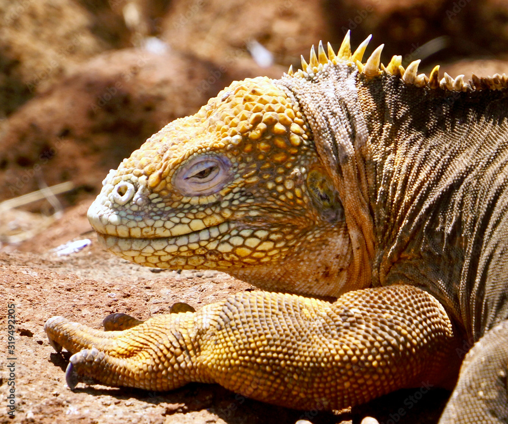 Fototapeta premium iguana of norte seymour island in the galapagos