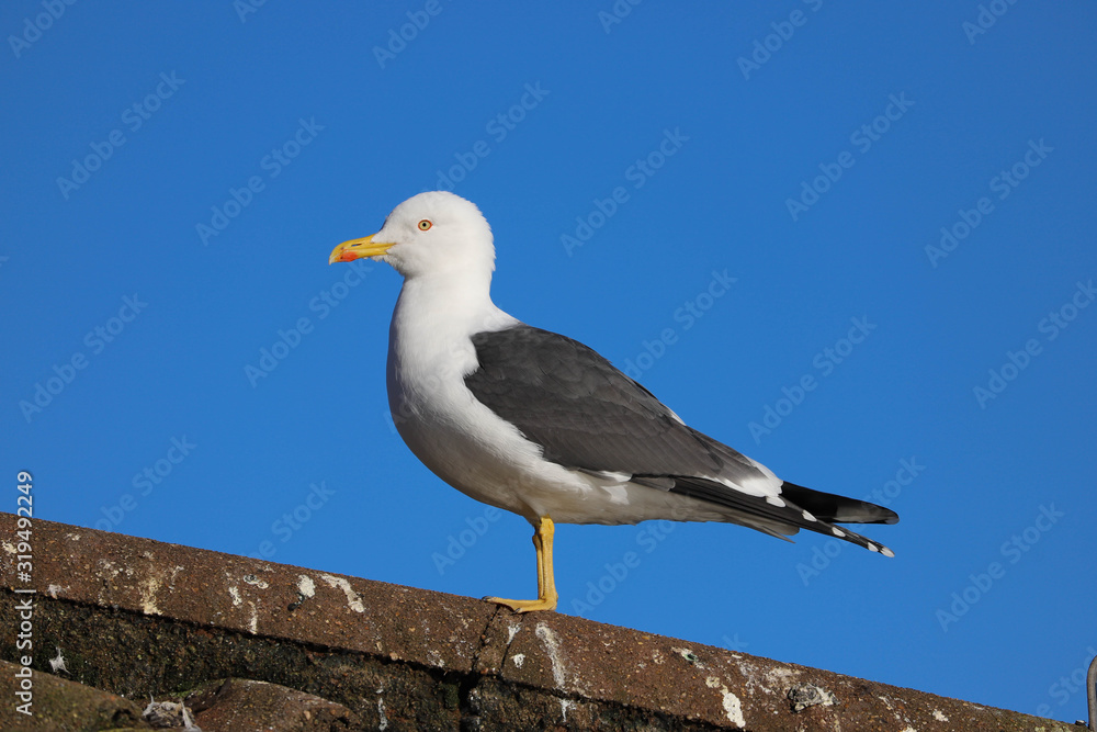 Greater Black Backed Gull (Larus marinus) against a blue sky. Taken at my local park in Cardiff, Wales, UK Greater Black Backed Gull (Larus marinus) against a blue sky. Taken at my local park in Cardiff, Wales, UK