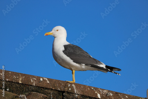 Greater Black Backed Gull (Larus marinus) against a blue sky.  Taken at my local park in Cardiff, Wales, UK