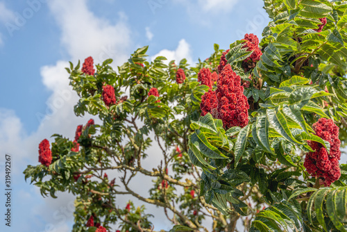 Obraz na płótnie Striking red fruits in the staghorn sumac tree