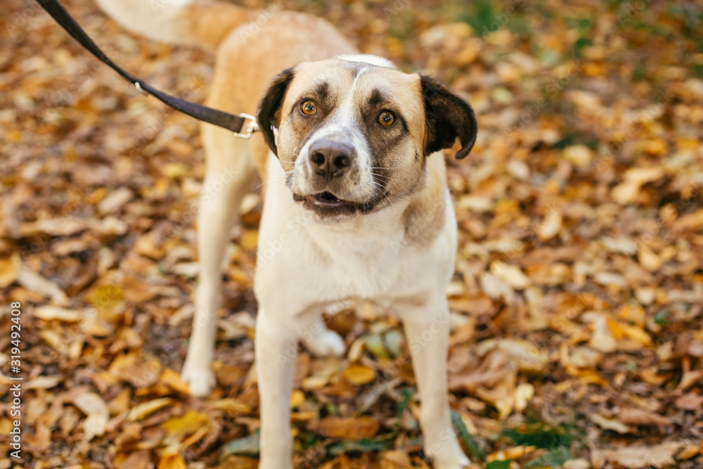 Portrait of cute scared dog walking next to volunteer in autumn park. Adoption from shelter concept. Mixed breed yellow brown dog. Sweet dog in shelter with sad eyes