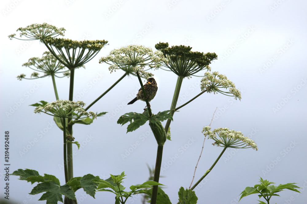 Fototapeta premium Misty flowers and bird