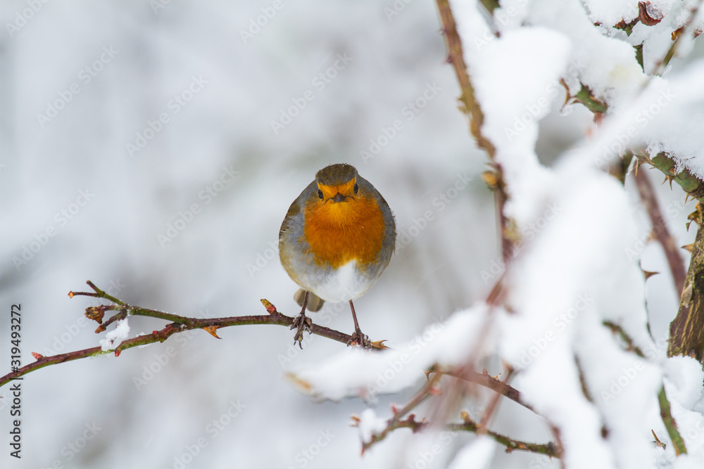 European Robin - Robin in Snow European Robin - Robin in Snow