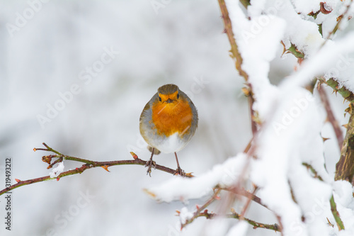 European Robin - Robin in Snow  © Joe