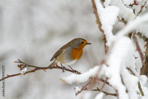 European Robin - Robin in Snow  © Joe