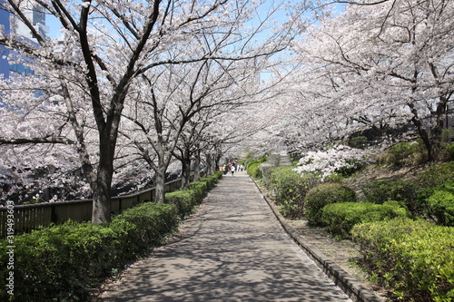 Cherry blossoms at Meguro River, Tokyo, Japan