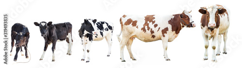 Fotografie, Tablou Farm animals on a white background, farm animals, a cow on a white background, s