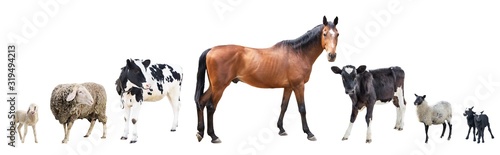Farm animals on a white background, farm animals, a cow on a white background, sheep on a white background, a group of animals on a white background