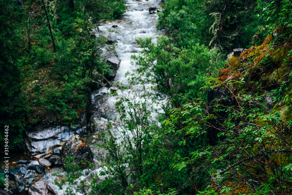 Vivid scenery of forest freshness. Rich greenery on mossy cliff above mountain river. Beautiful mystery taiga with wild river. Highland flora near mountain creek. Atmospheric green forest background. Vivid scenery of forest freshness. Rich greenery on mossy cliff above mountain river. Beautiful mystery taiga with wild river. Highland flora near mountain creek. Atmospheric green forest background.