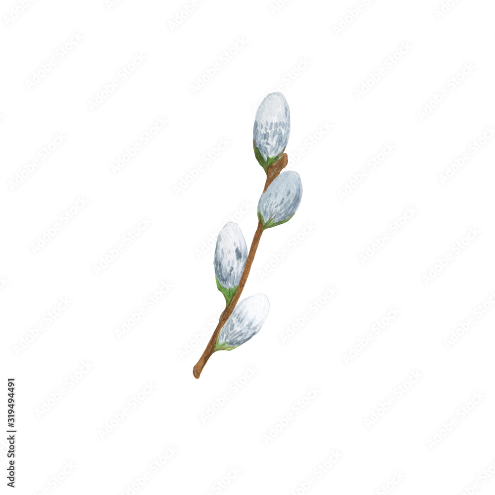 Spring fluffy pussy willow blooming branches, young twigs of spring trees, watercolor elements for designing Easter holidays celebration Spring fluffy pussy willow blooming branches, young twigs of spring trees, watercolor elements for designing Easter holidays celebration