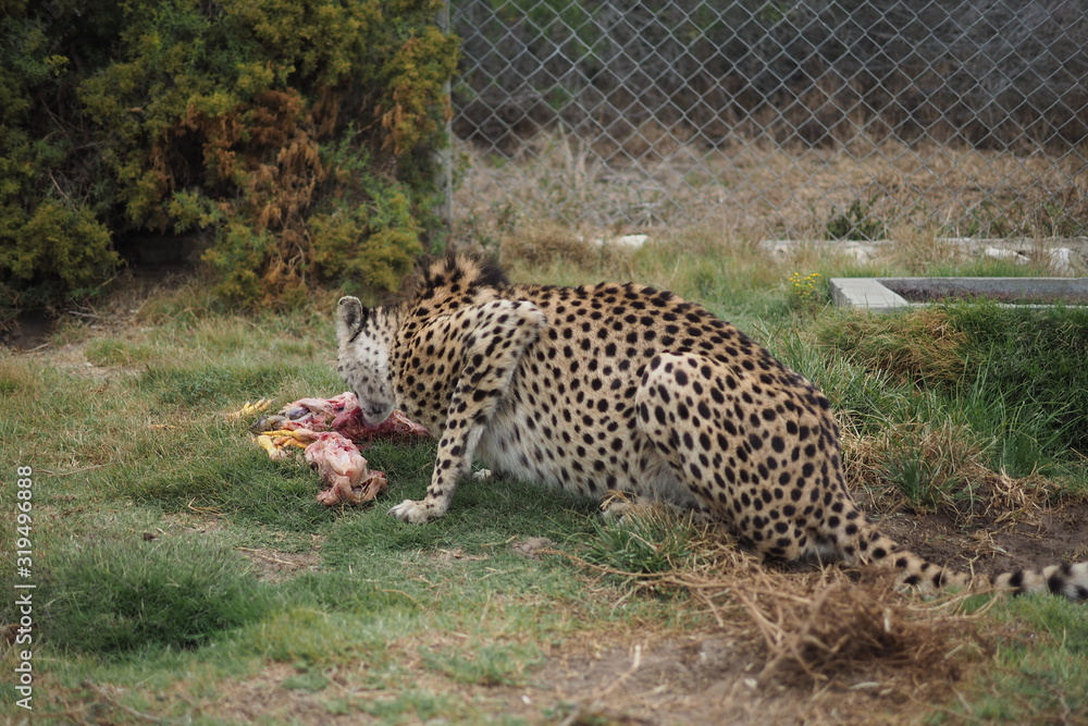 Obraz premium OLYMPUS DIGITAL CAMERA