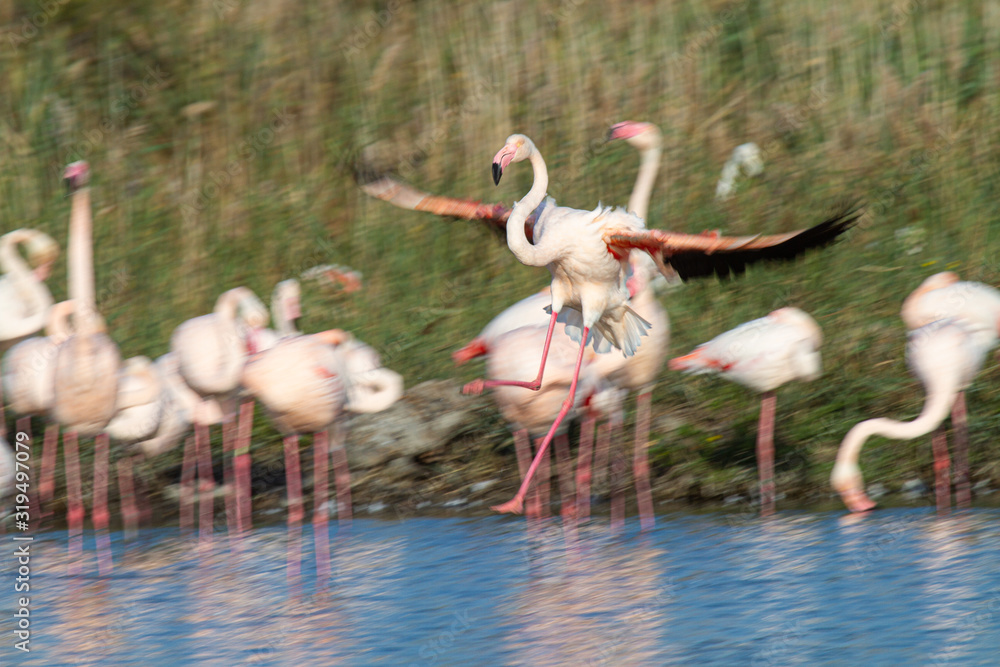 Flamant rose en vol Flamant rose en vol