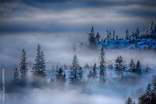 nature landcape fog blue trees Slovakia photo