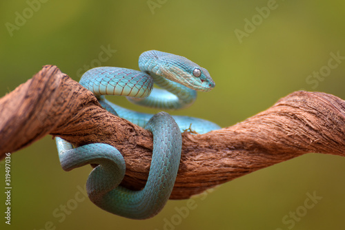 Blue viper © DS light photography