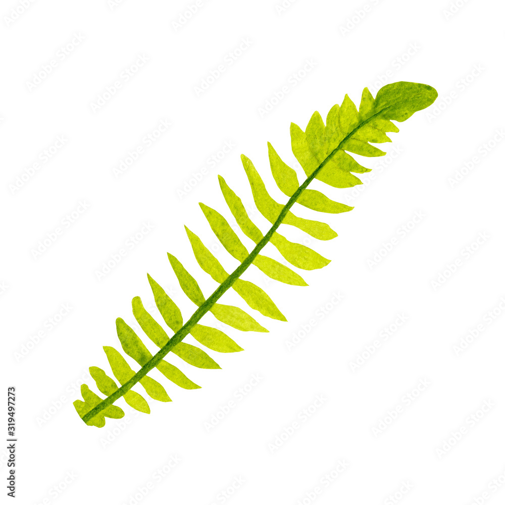 Watercolor illustration of tropical leaf. High quality hand painted exotic plant. Perfect floral element for your print, project, cover, wallpaper, pattern, sticker. Watercolor illustration of tropical leaf. High quality hand painted exotic plant. Perfect floral element for your print, project, cover, wallpaper, pattern, sticker.