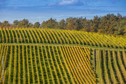 Autumn landscape of vineyards photo