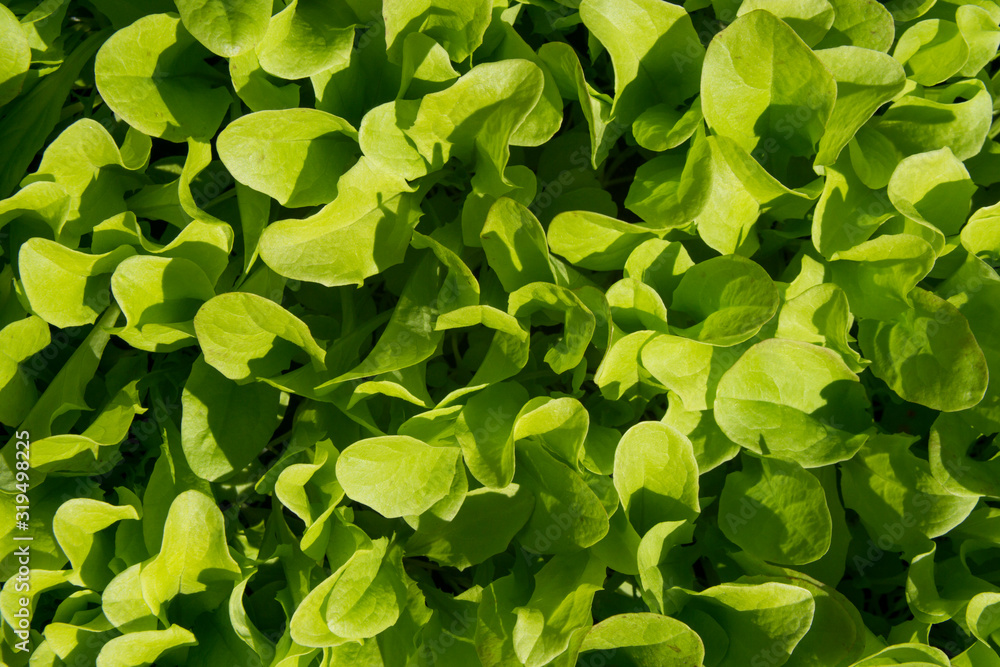 Fresh spinach leaves in a bowl isolated on White Background. Fresh spinach leaves in a bowl isolated on White Background.