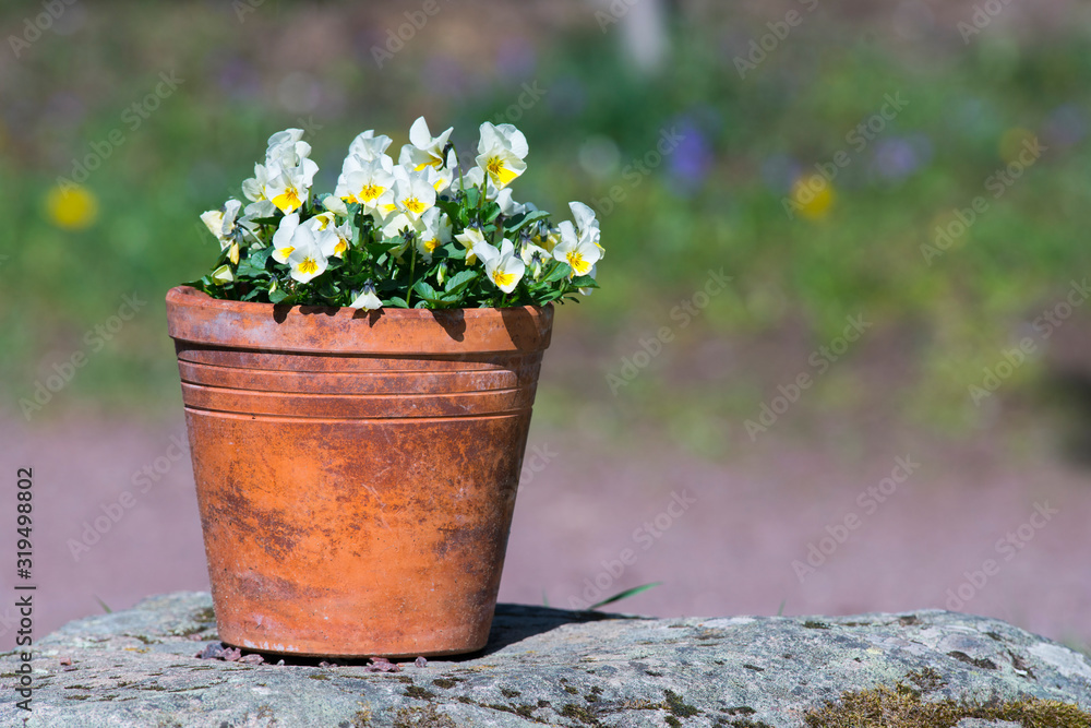 Garden flowerpot on rock with colorful defocused flower background. White potted pansy flowers in plant school - Pottery for plants details.