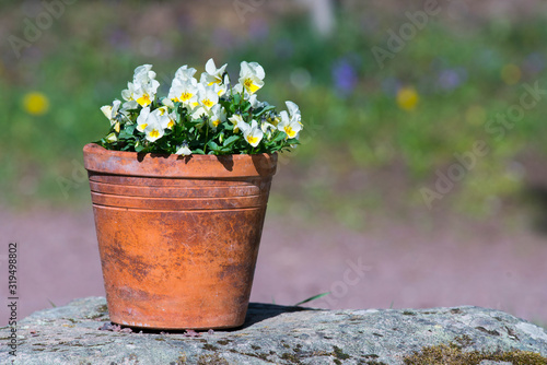 Garden flowerpot on rock with colorful defocused flower background. White potted pansy flowers in plant school - Pottery for plants details.