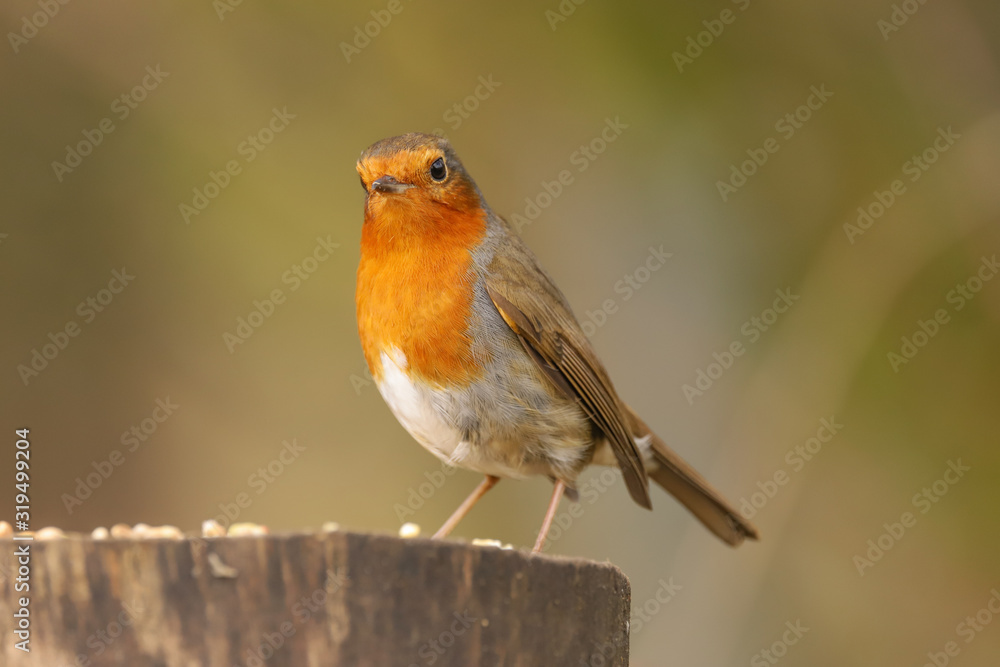 Close up of a Robin (Erithacus rubecula). Taken at my local nature reserve in Cardiff, Wales, UK Close up of a Robin (Erithacus rubecula). Taken at my local nature reserve in Cardiff, Wales, UK