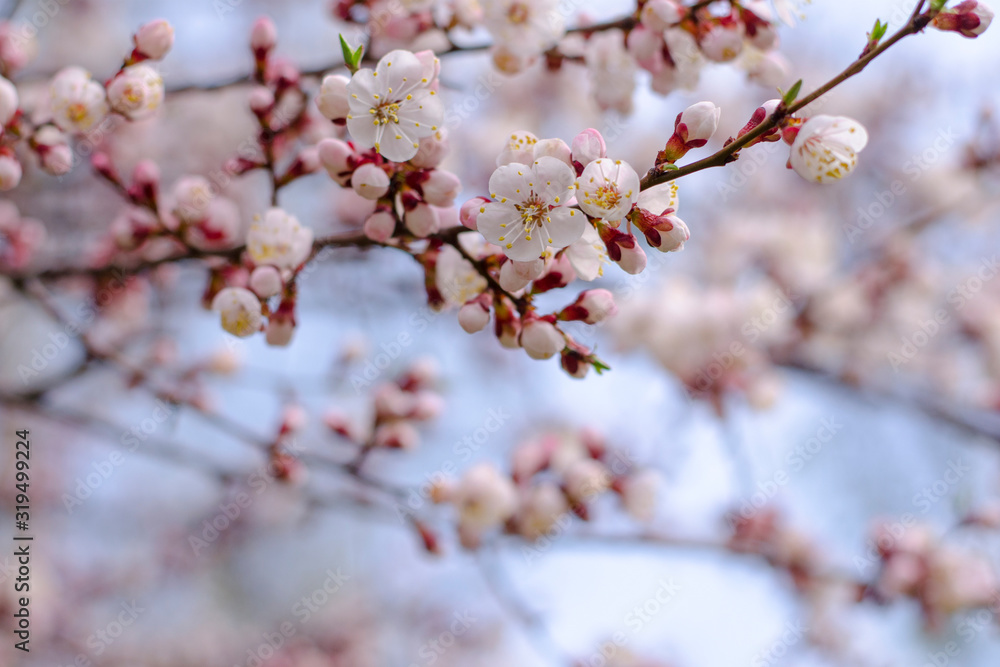 Flowering apricot branches against the blue sky. Blooming apricot. Branch tree with white flowers and buds blooming at springtime, floral background