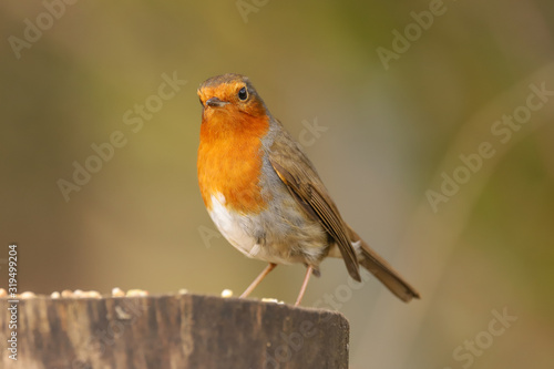 Close up of a Robin (Erithacus rubecula). Taken at my local nature reserve in Cardiff, Wales, UK