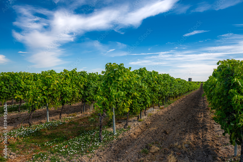 Obraz premium stara winnica