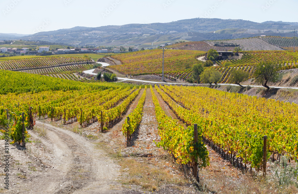 UNESCO World Heritage, the beautiful endless lines of Douro Valley Vineyards, in Vila Nova de Foz Coa, Portugal.