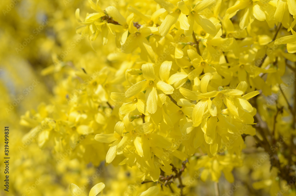 Forsythia flowers. Spring blurred background. Yellow forsythia bloom. Forsythia flowers. Spring blurred background. Yellow forsythia bloom.