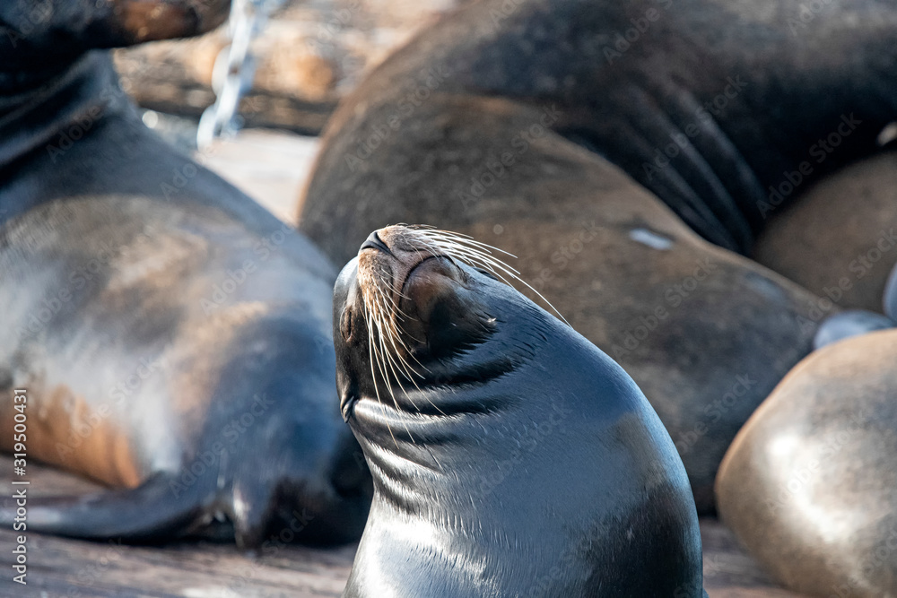 Naklejka premium Sleepy Sea Lion in Fisherman Wharf, San Francisco, USA