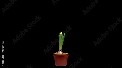 4K Time Lapse of growing and opening pink Hyacinth flower, isolated on black background. Time-lapse of opening flower buds.