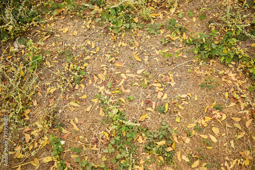 dry leaves on earth,Autumn  Season 