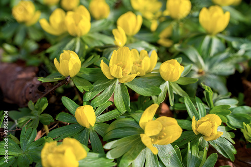 Yellow flowers of winter aconite (Eranthis hyemalis), earliest flowers to appear in winter