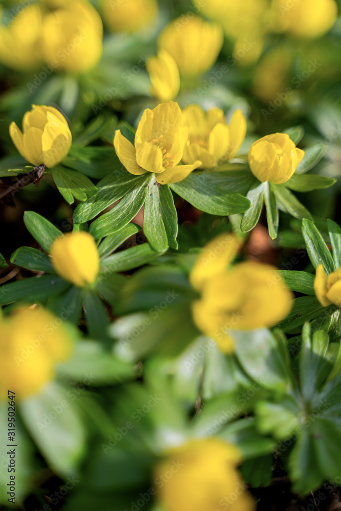 Yellow flowers of winter aconite (Eranthis hyemalis), earliest flowers to appear in winter Yellow flowers of winter aconite (Eranthis hyemalis), earliest flowers to appear in winter