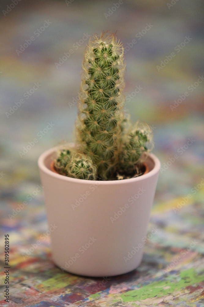 Cactus macro Cactus macro