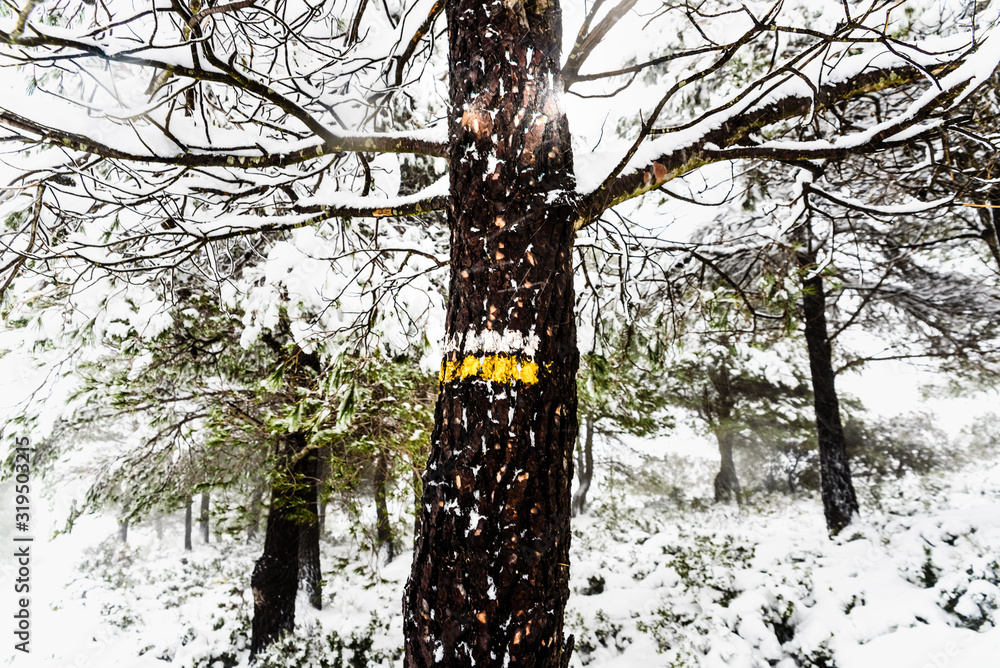 Fototapeta premium Mark painted on a tree on a small path for hikers, covered by snow on a mountain