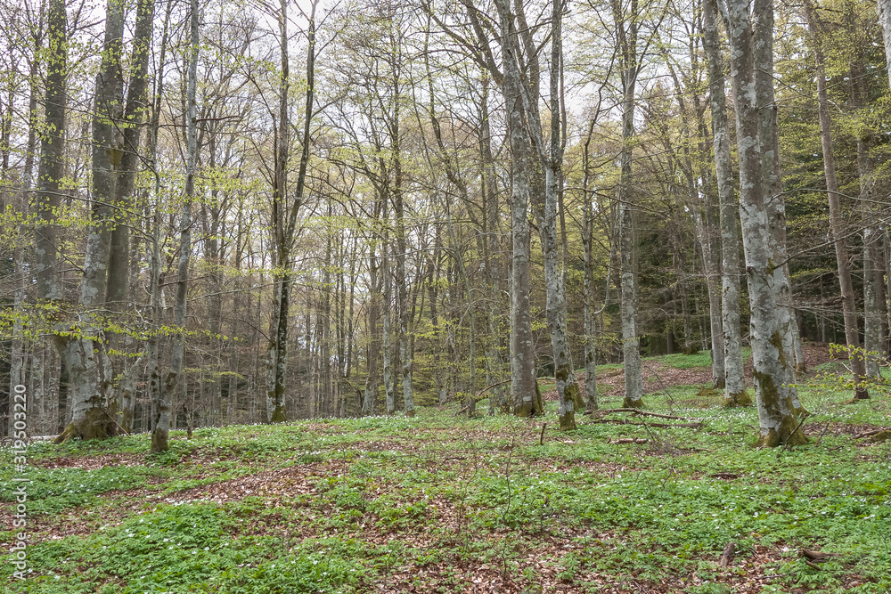 Spring forest with snowdrop flowers In the central part of Sweden. selective focus Spring forest with snowdrop flowers In the central part of Sweden. selective focus