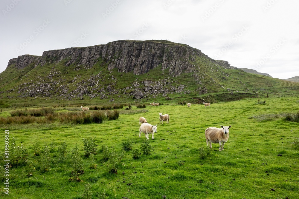 Sheep in the Scottish landscape in rainy weather in front of the rocky mountain