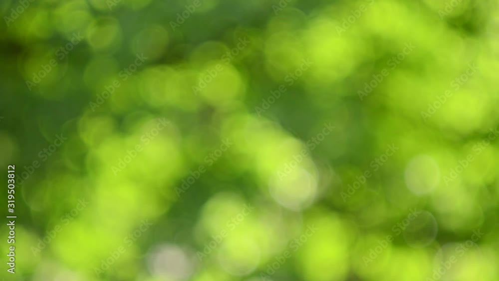 Beautiful bright green bokeh of spring leaves on a trees. Abstract nature blurred background. Sunshine rays shining through trees. Beautiful bright green bokeh of spring leaves on a trees. Abstract nature blurred background. Sunshine rays shining through trees.